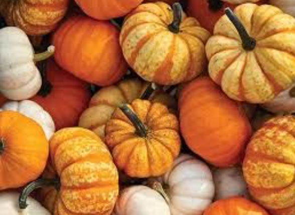 Best Pumpkin Patches in Temecula