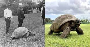 Jonathan the Tortoise is How Old?