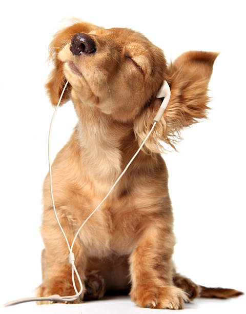 Young puppy listening to music on earphones.