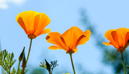 Spring Poppys, Are They Really That Special?