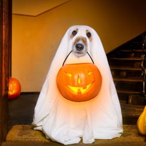 Jokes of the Day; Spooky Edition
