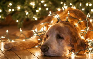 How to Cope with Anxiety and Depression During the Holidays