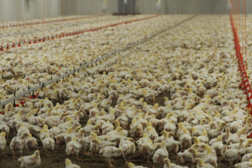 Factory farmed chickens live in dirty, crowded barns.