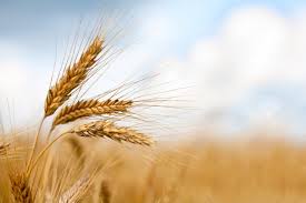 The Harvest - What’s Ready?
