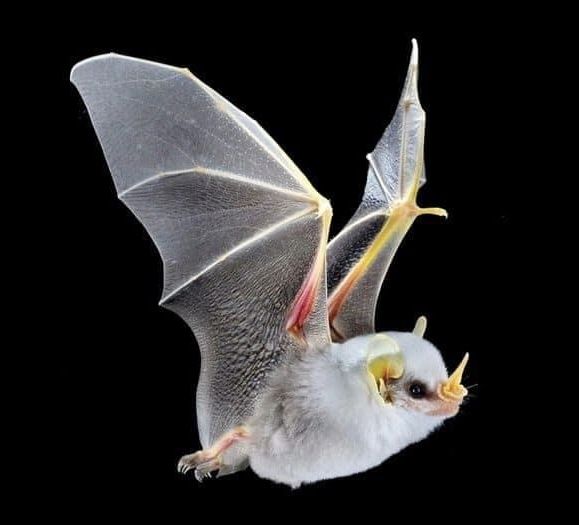 Seven Funky Animals You’ve Never Heard Of