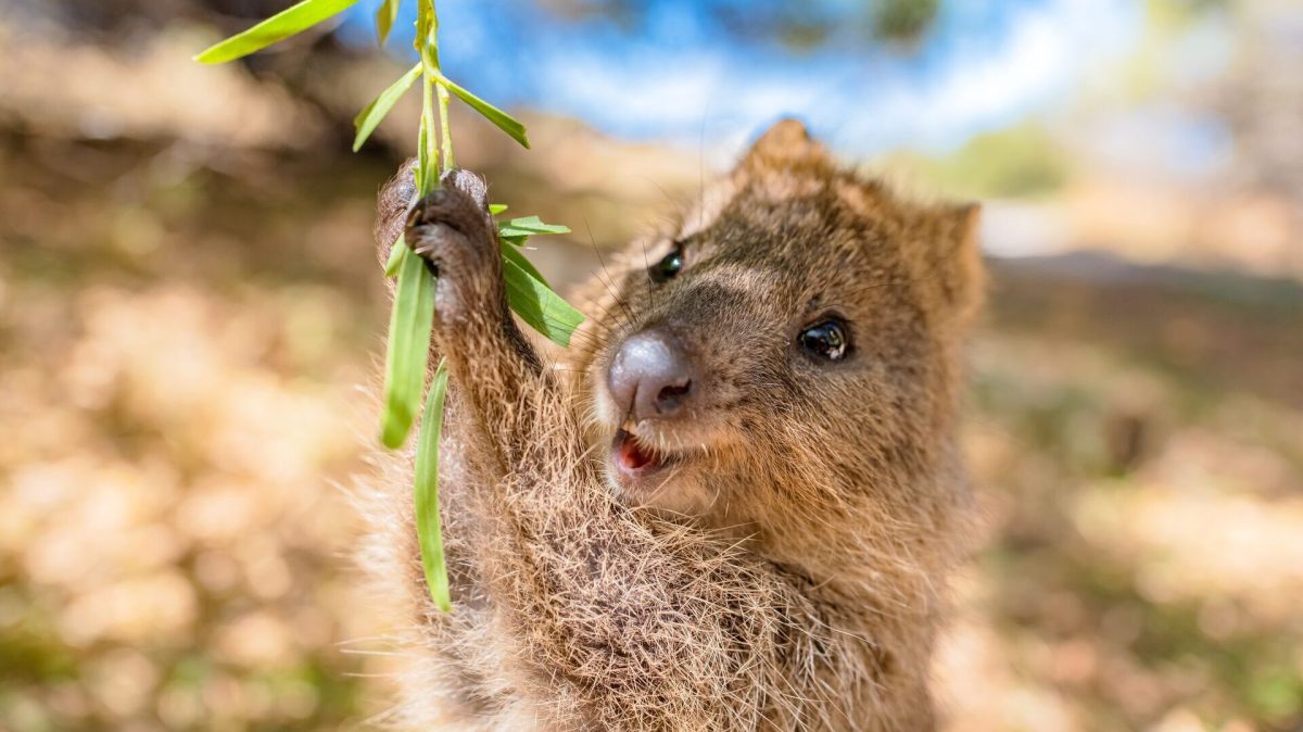 Four of The Cutest Animals You’ve Never Heard Of